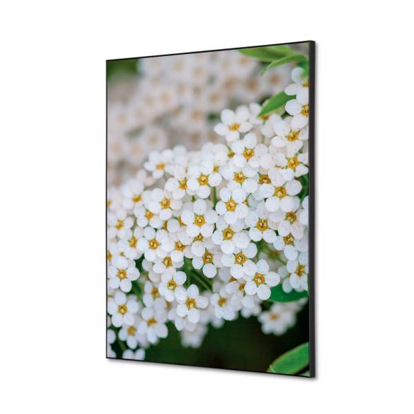 Spannstoff Wanddekoration SET A2 Weiße Blume Spirea